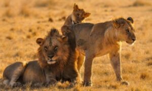 SERENGETI HOUSE OF NATURE